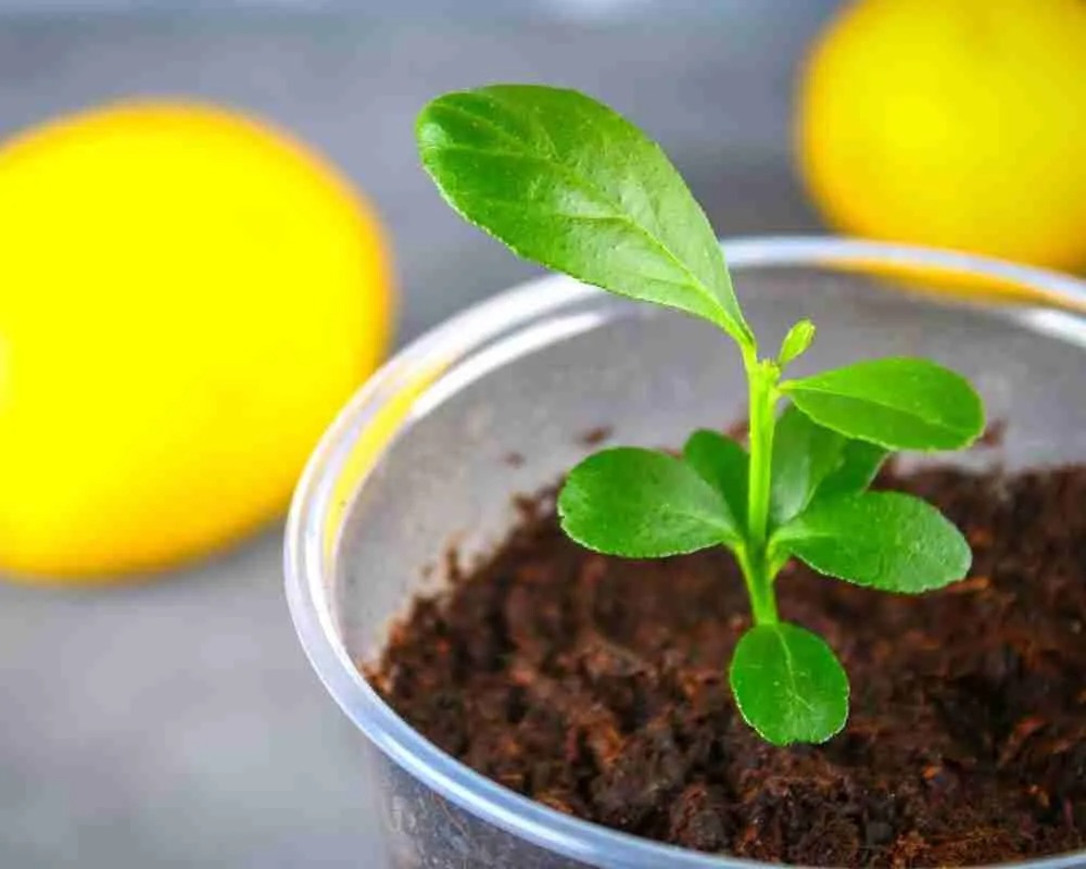 230807 lemon tree from seed FI