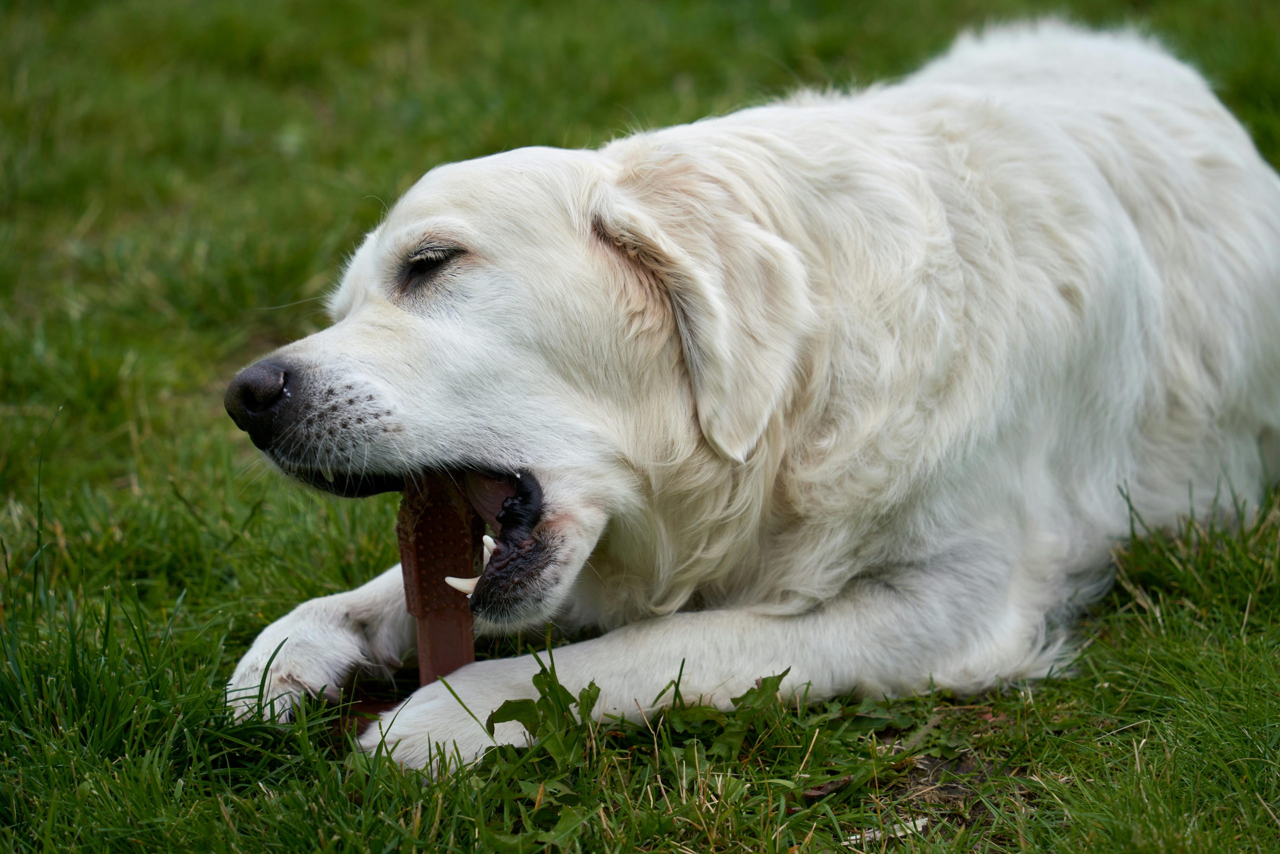The dog brought her out of the coma 4 5678 3 scaled