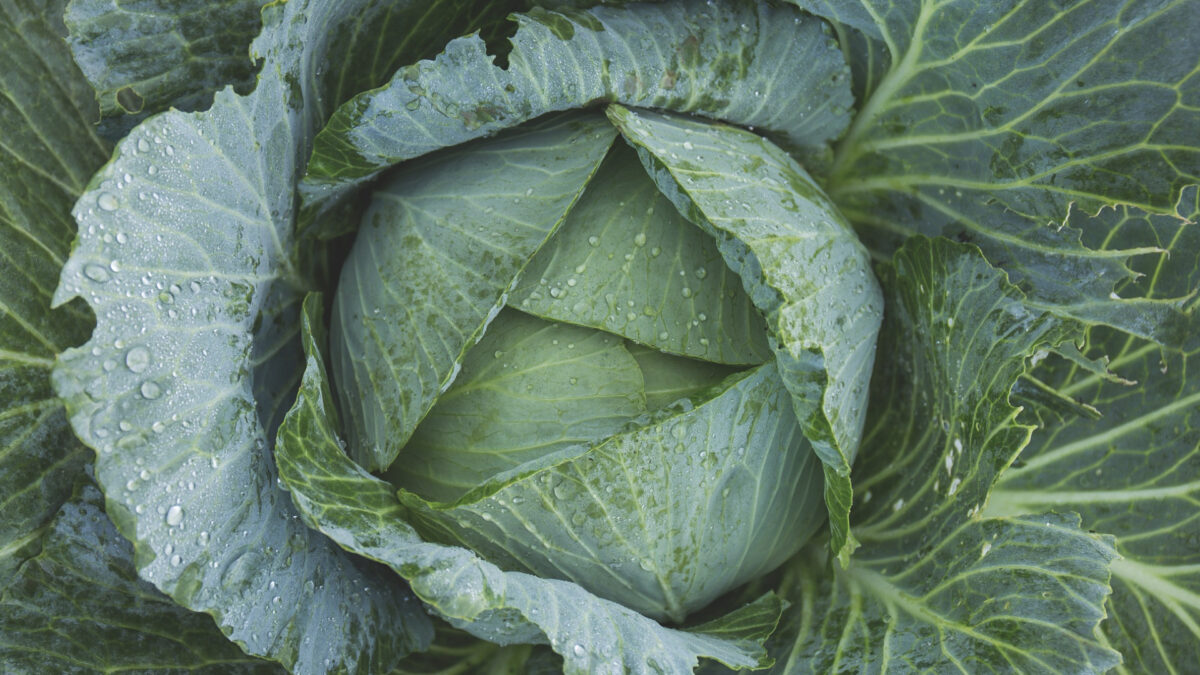 Cabbage Leaves: A Natural Remedy for Joint Comfort 1 7 1200x675 1