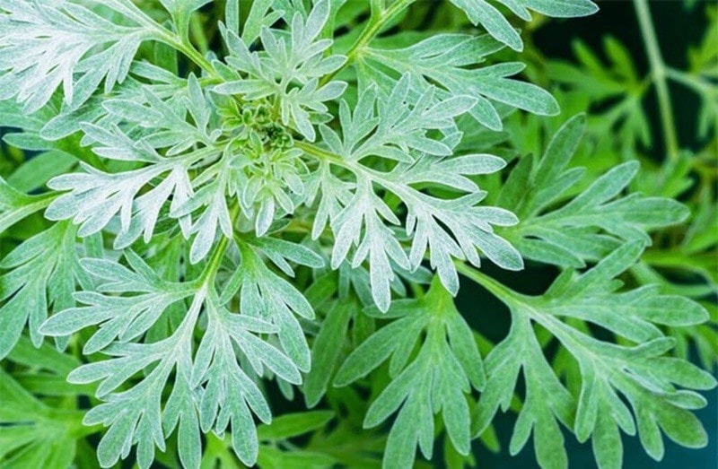 Unlock the Calming Powers of Mugwort 2 Can Mugwort Help You Sleep Better 1