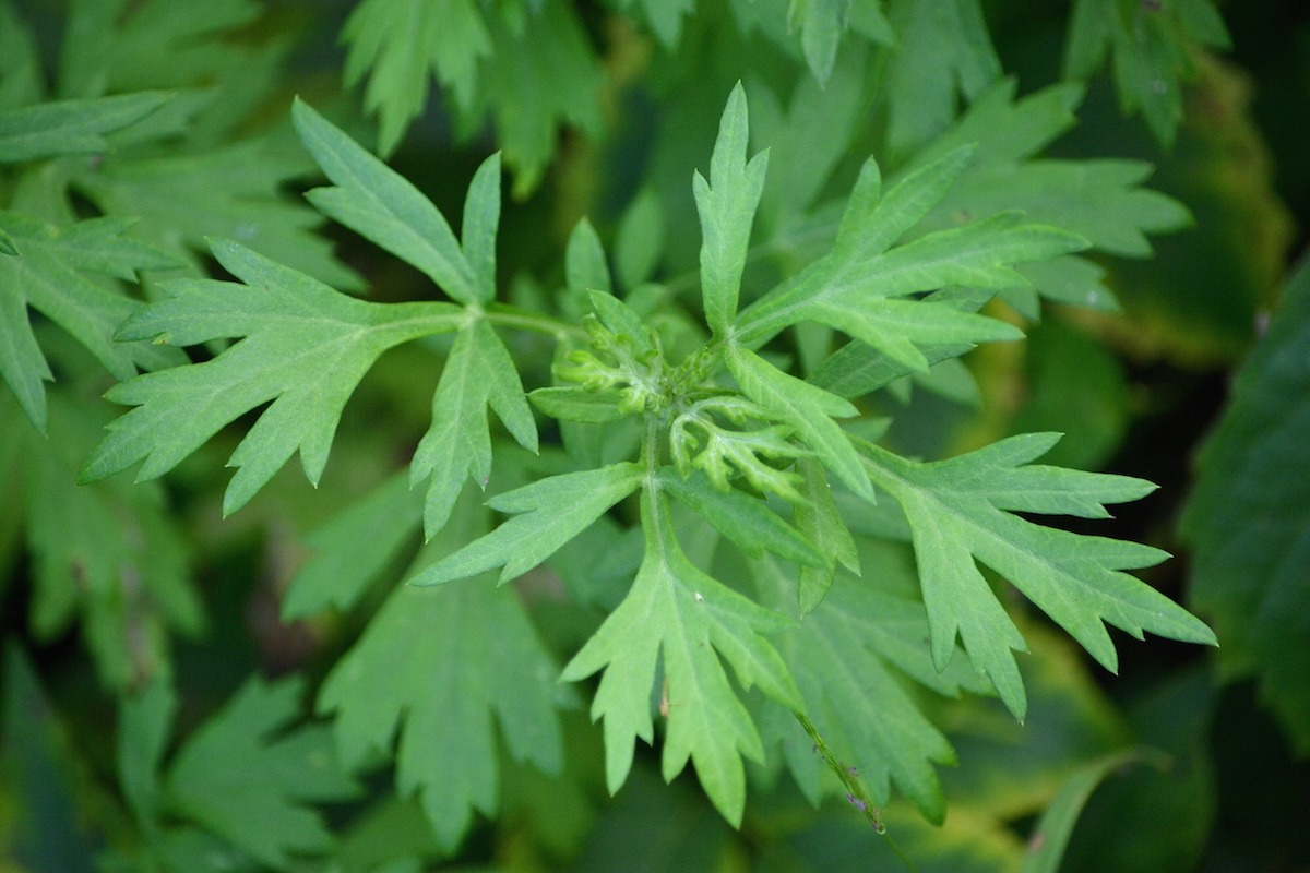 Unlock the Calming Powers of Mugwort 4 Can Mugwort Help You Sleep Better 3