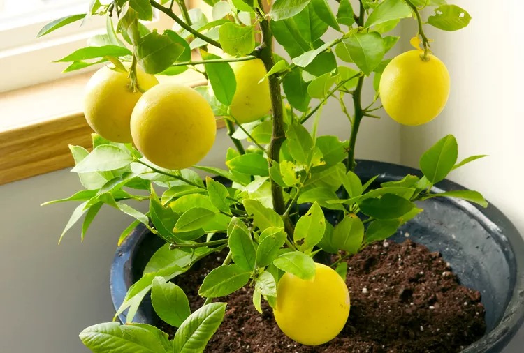 How to Grow a Lemon Tree