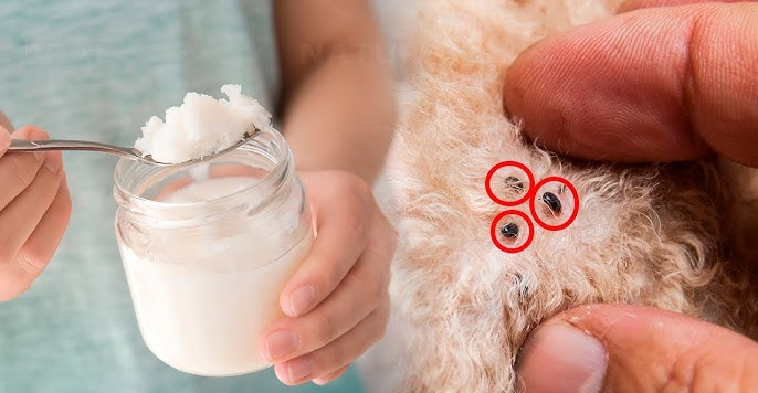 How to Use Coconut Oil to Treat Fleas and Skin Issues for Dogs 1 How to Use Coconut Oil to Treat Fleas and Skin Issues for Dogs 1 e1747641764972