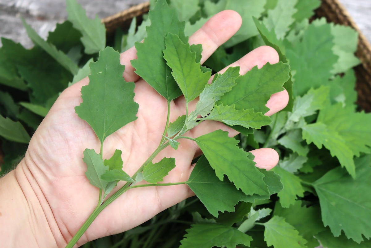 Lambsquarters 17