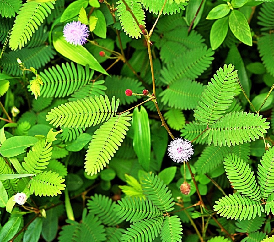 Mimosa pudica Touch Me Not