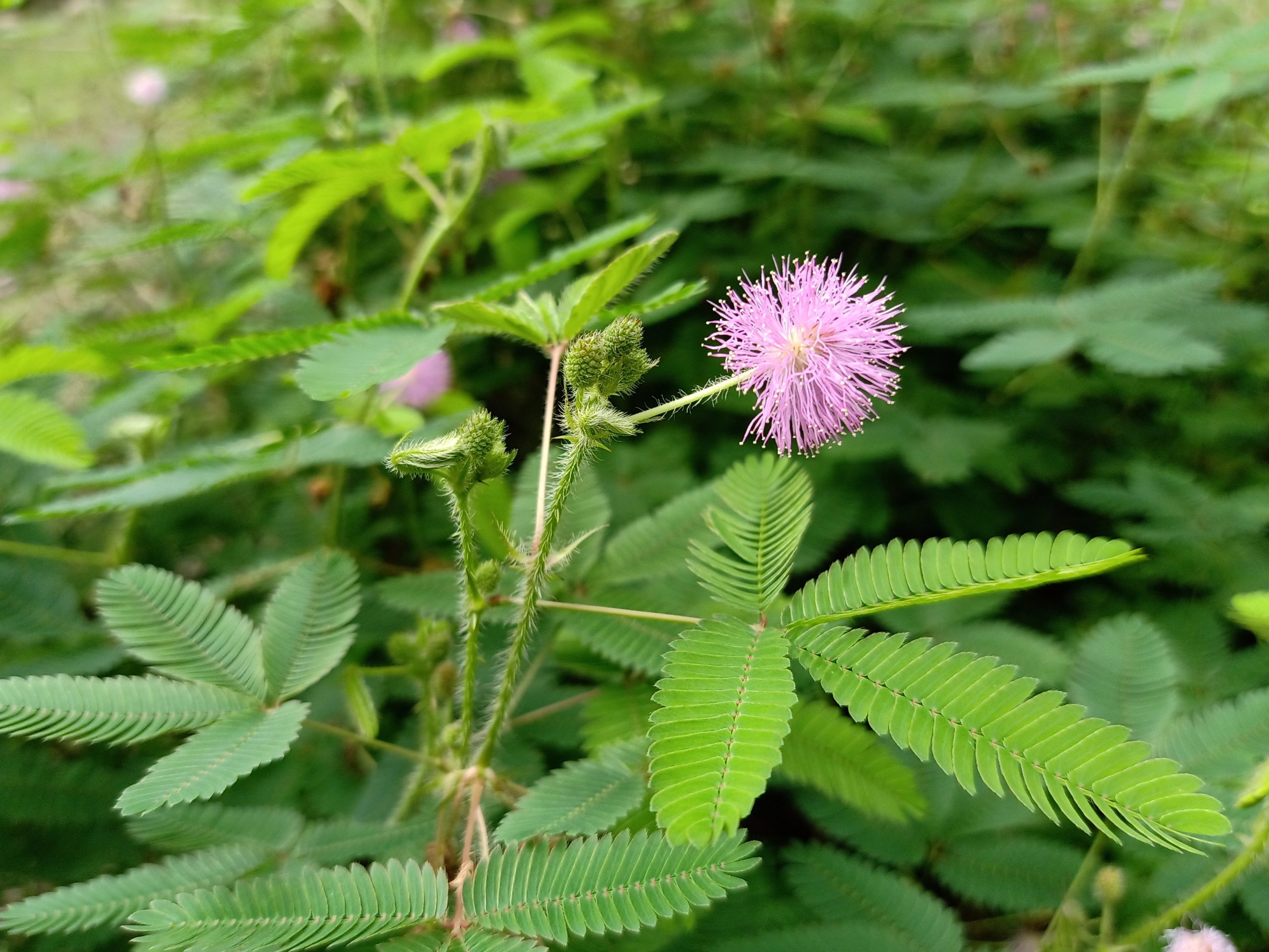 Mimosa pudica in September month scaled