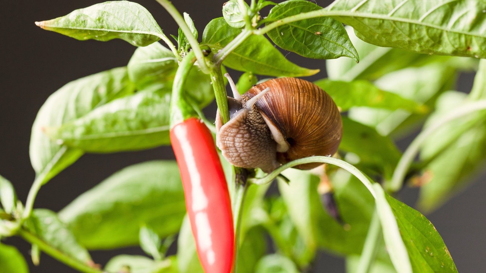 Roman snail on red chili peppers