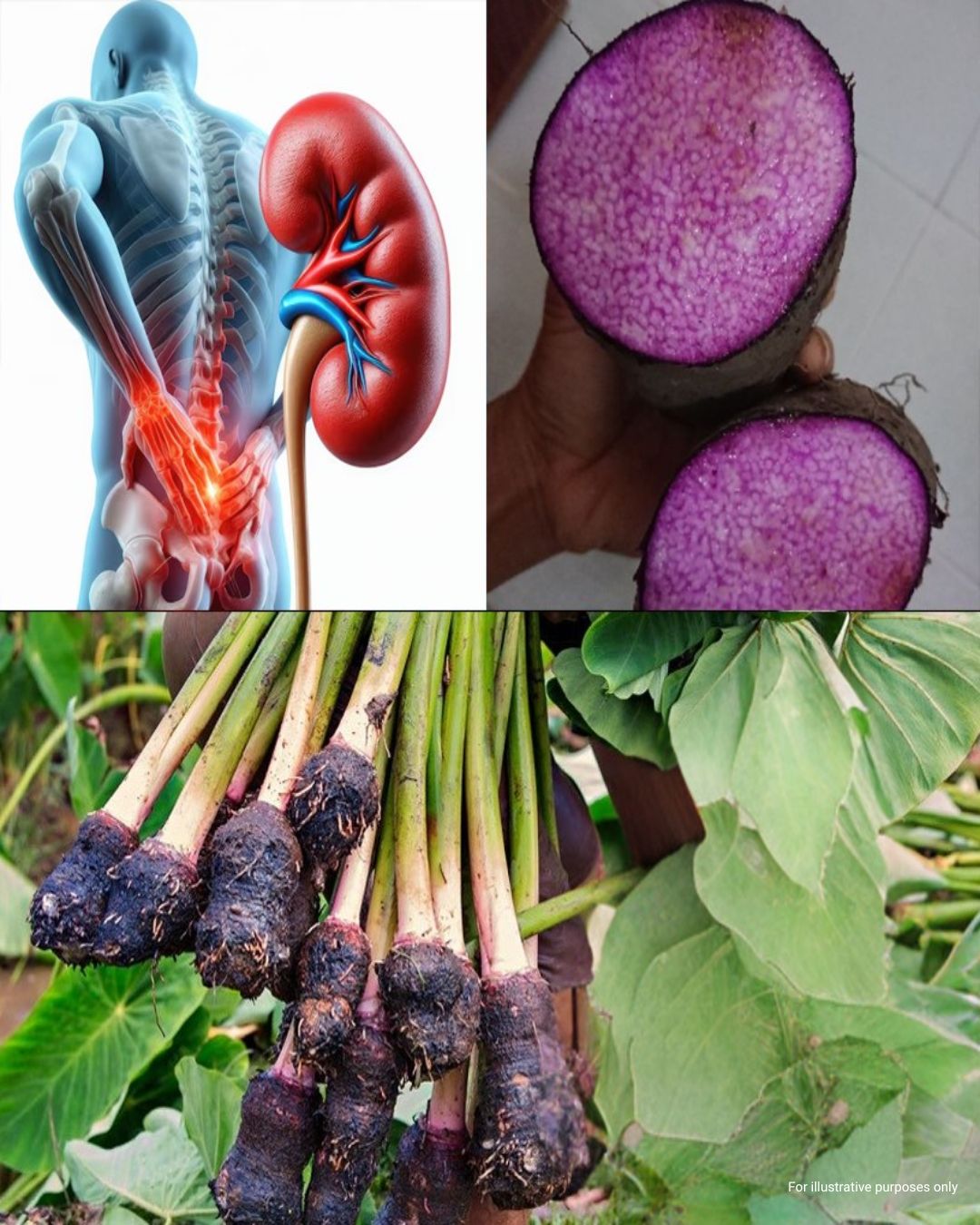 Taro Root: The Ancient Superfood Transforming Health and Sustainability 2 Taro Root The Ancient Superfood Transforming Health and Sustainability 1