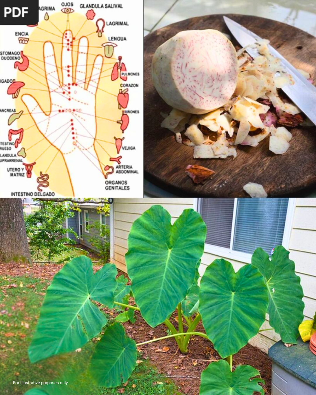 Taro Root: The Ancient Superfood Transforming Health and Sustainability 1 Taro Root The Ancient Superfood Transforming Health and Sustainability 2 1