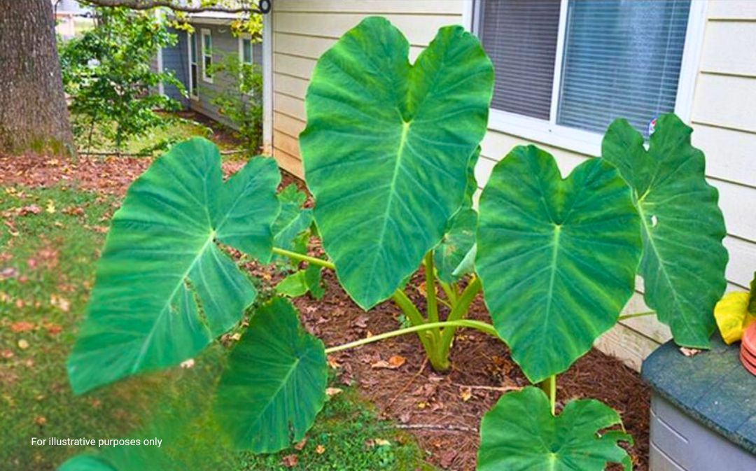 Taro Root: The Ancient Superfood Transforming Health and Sustainability 4 Taro Root The Ancient Superfood Transforming Health and Sustainability 2 e1748633701687