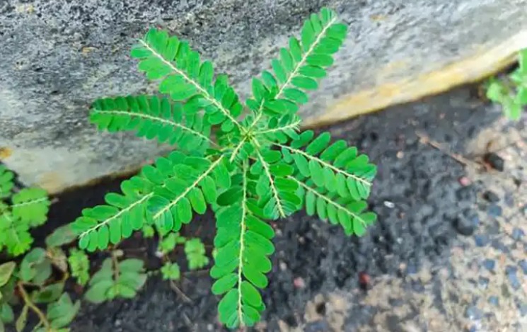 Stone Breaker (Phyllanthus niruri): A Miracle Herb with 25 Benefits and Practical Ways to Use It 4 Unlock the Power of Stone Breaker 1