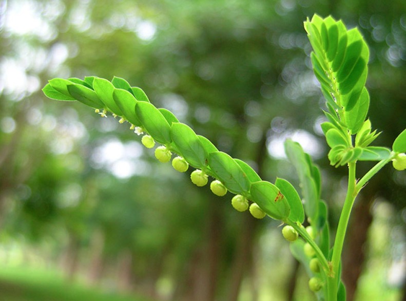 Stone Breaker (Phyllanthus niruri): A Miracle Herb with 25 Benefits and Practical Ways to Use It 5 Unlock the Power of Stone Breaker 2