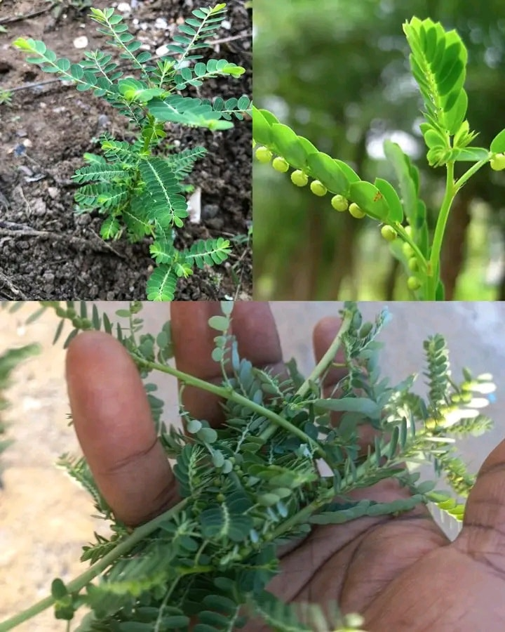 Stone Breaker (Phyllanthus niruri): A Miracle Herb with 25 Benefits and Practical Ways to Use It 3 Unlock the Power of Stone Breaker Phyllanthus niruri