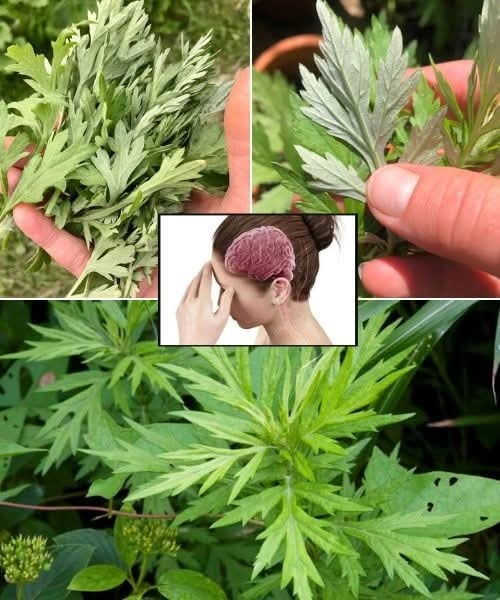 Unlock the Calming Powers of Mugwort 1 a