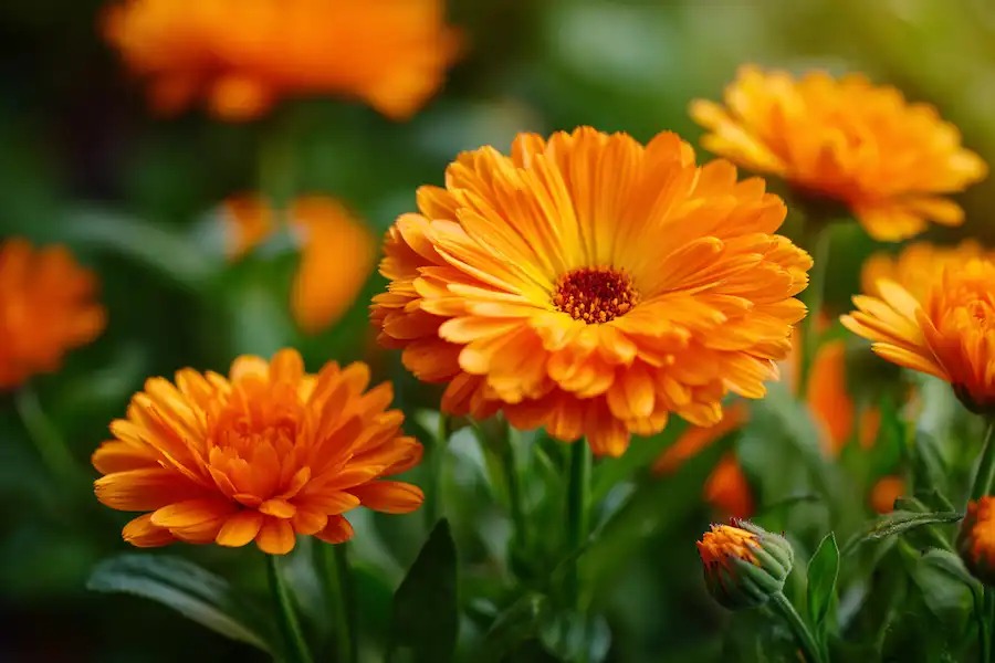Top 12 Health Benefits of Calendula officinalis 2 calendula flowers closeup herbal