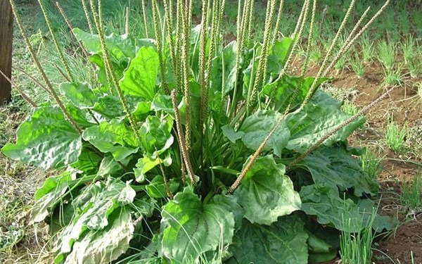 Plantago Major: The Versatile Superfood Growing in Your Backyard 1 chiet xuat ma de lam dep