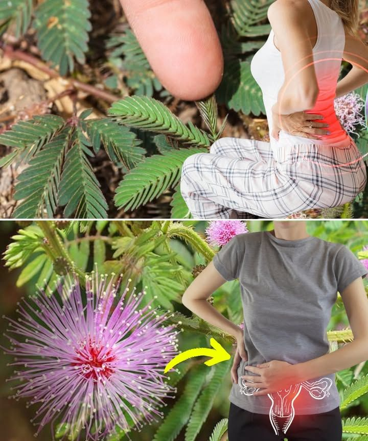 10 Health benefits and how to use Mimosa Pudica: 5 practical applications 2 download