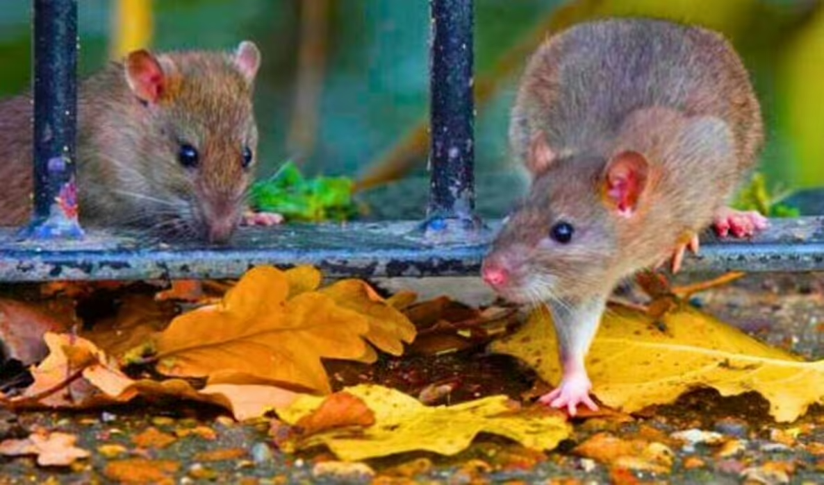 12 Clever Ways to Keep Rats Away and Out of Your House for Good 4 download 1 3