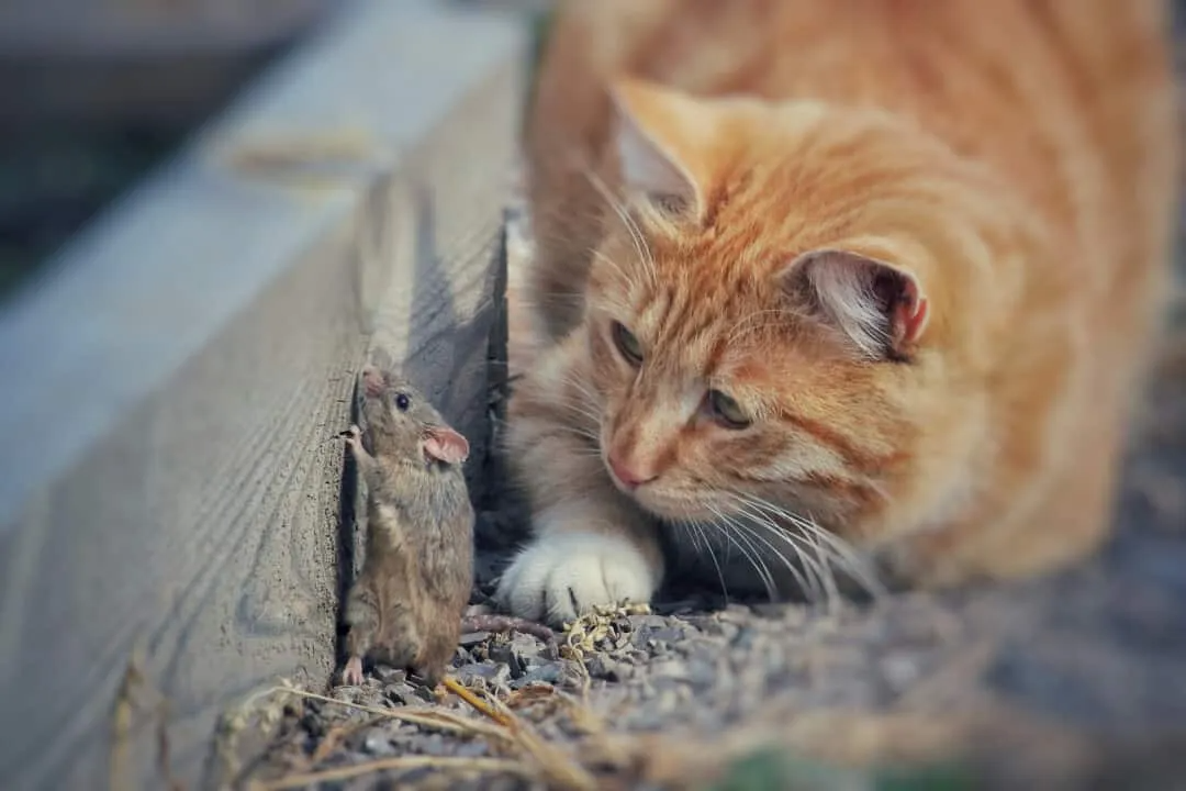 The ultimate rat & mouse repellent: Drive them out of your house fast 4 download 10 5
