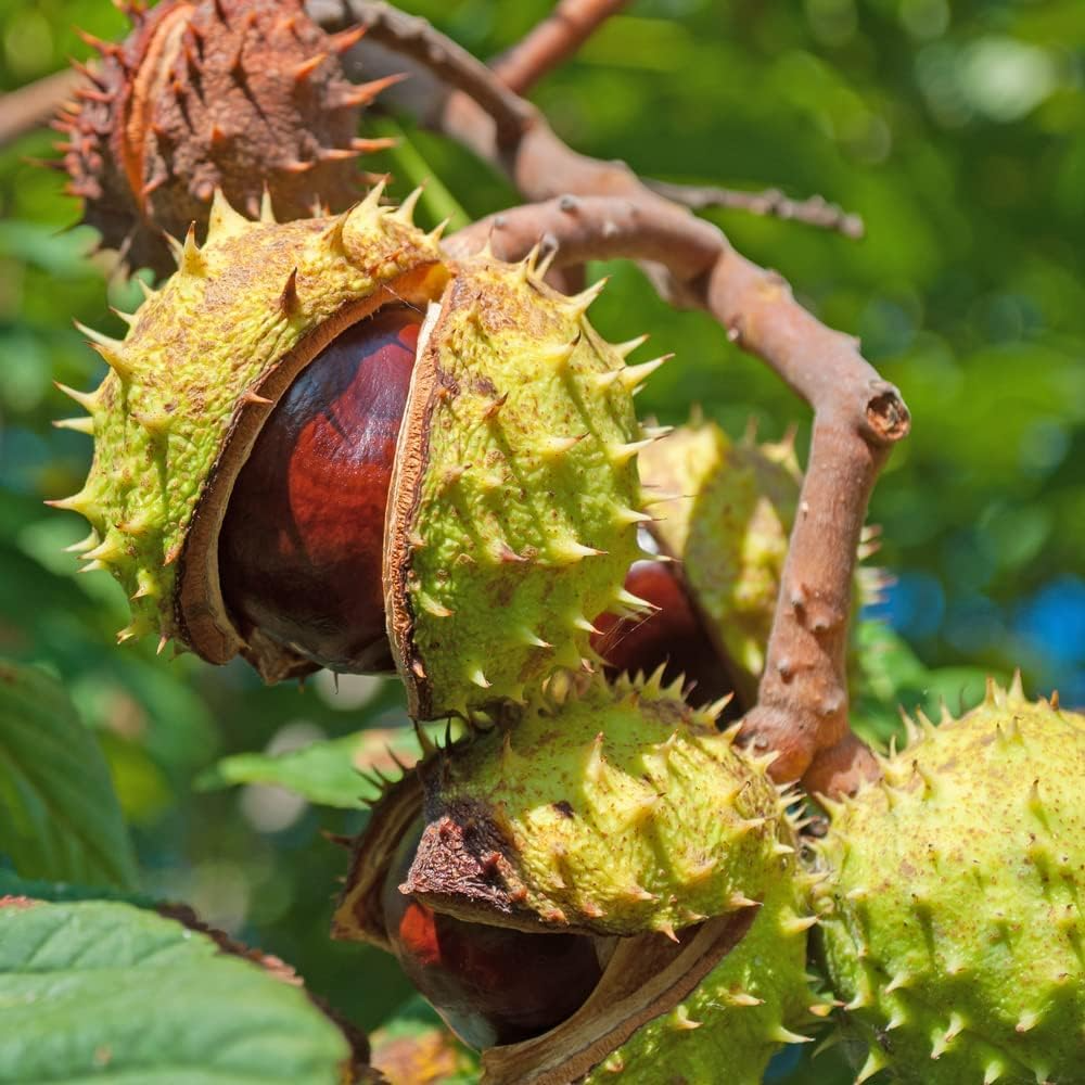 Horse Chestnut (Aesculus hippocastanum): Nature’s Most Powerful Remedy for Swollen Legs and Circulation 1 download 11 1