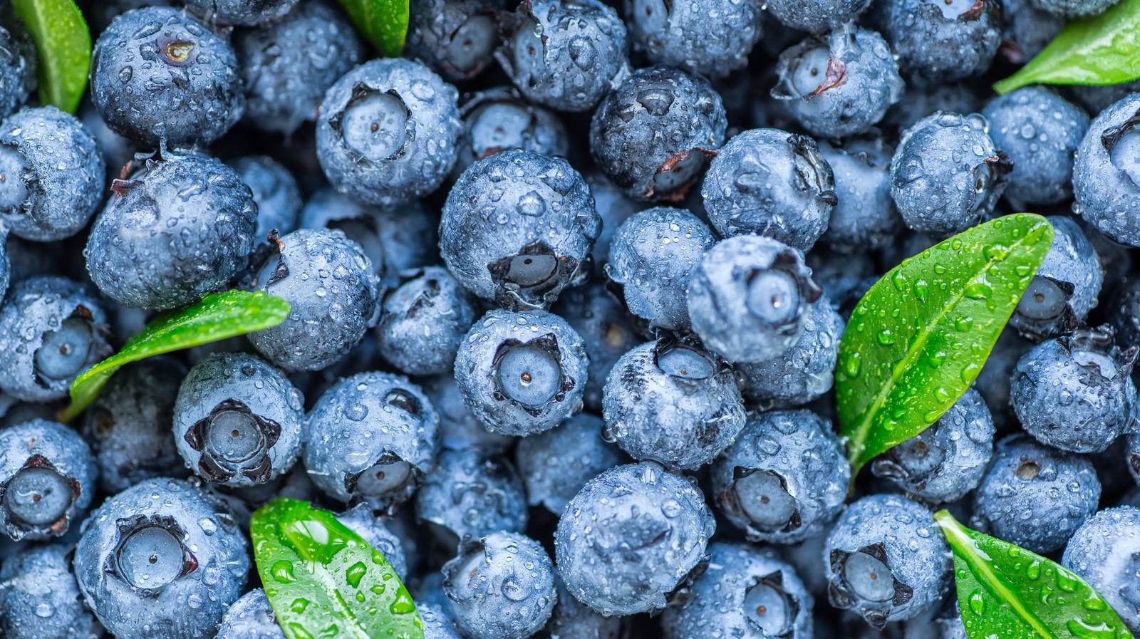 Here's What Eating Blueberries Every Day Does to Your Body 1 download 12 3