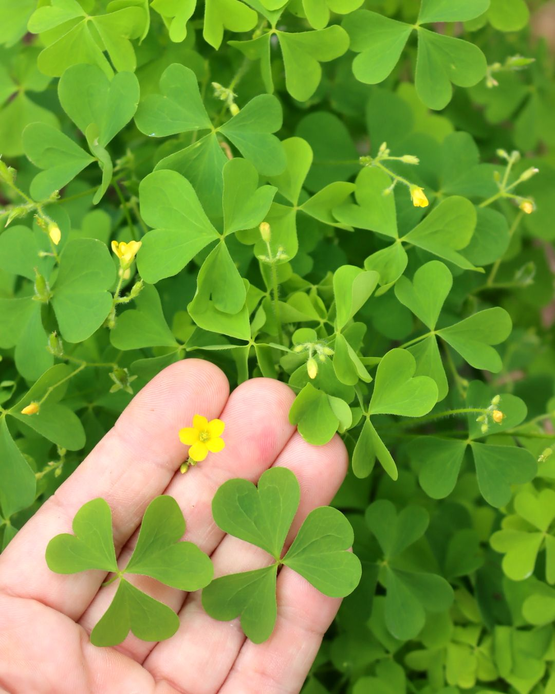 Wood Sorrel (Oxalis acetosella): The Wild Herb with Bright Flavor & Big Benefits 2 download 13 5