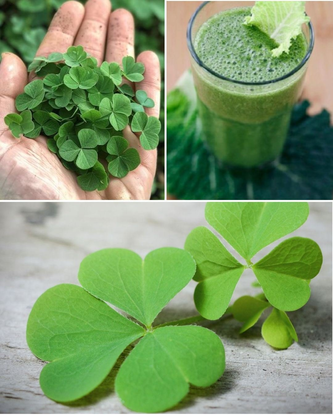 Wood Sorrel (Oxalis acetosella): The Wild Herb with Bright Flavor & Big Benefits 1 download 15 4