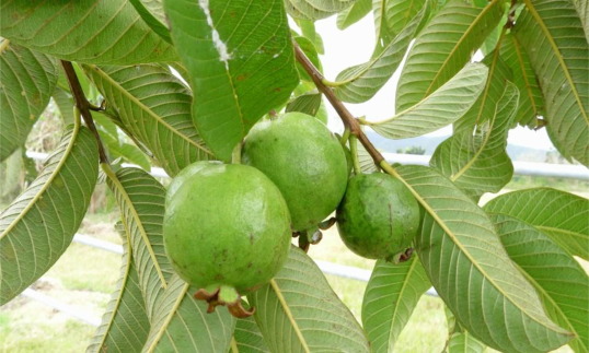 Guava Leaves for Water Retention: A Natural Remedy That Actually Works 1 download 2