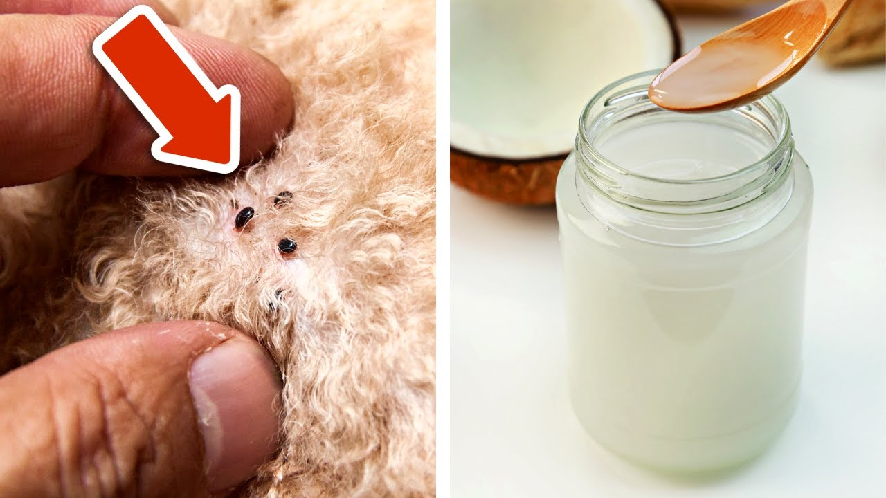 How to Use Coconut Oil to Treat Fleas and Skin Issues for Dogs 2 download 20 4