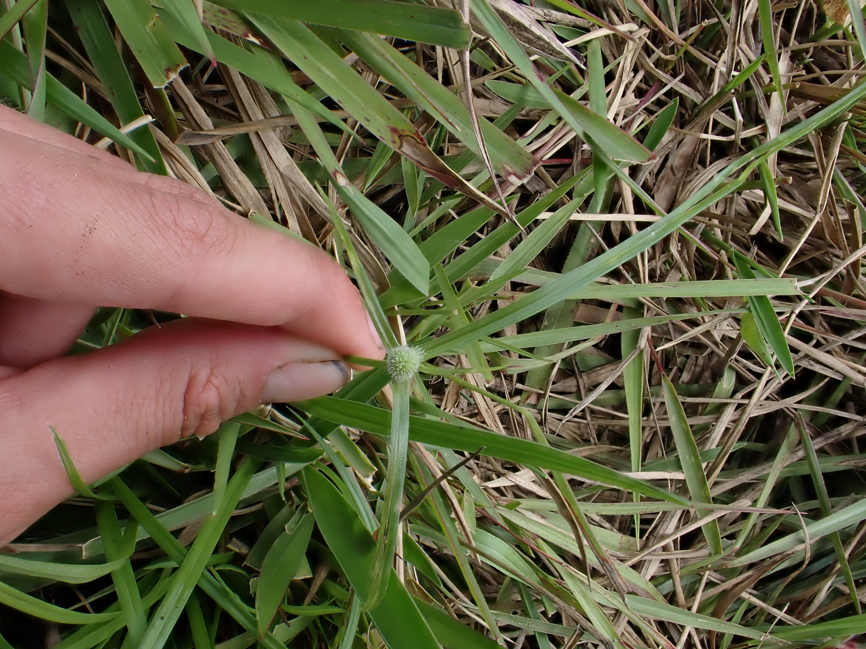 Kyllinga brevifolia: A Natural Remedy for Health and Wellness 4 download 25