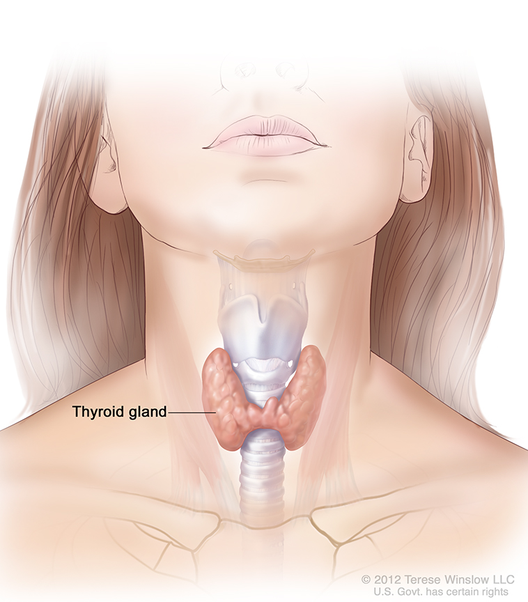 10 Hidden Signals Your Thyroid Is Not Functioning Properly 2 download 26 2
