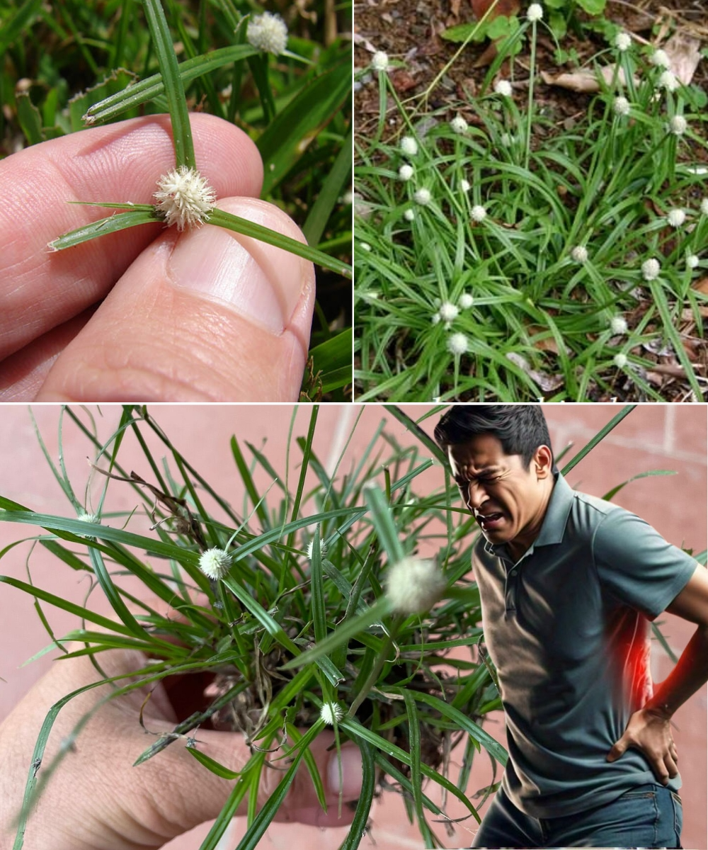 Kyllinga brevifolia: A Natural Remedy for Health and Wellness 3 download 26