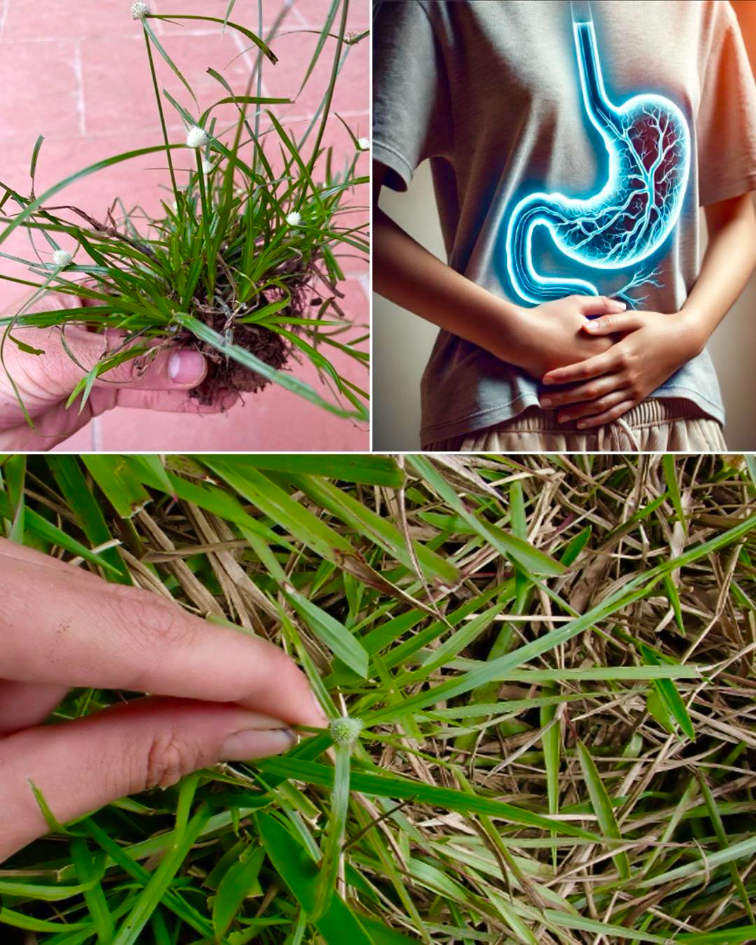 Kyllinga brevifolia: A Natural Remedy for Health and Wellness 2 download 28