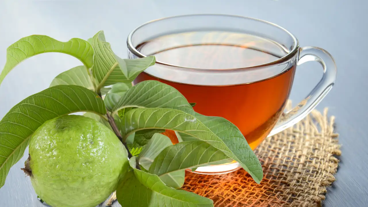 Guava Leaves for Water Retention: A Natural Remedy That Actually Works 3 download 3 1