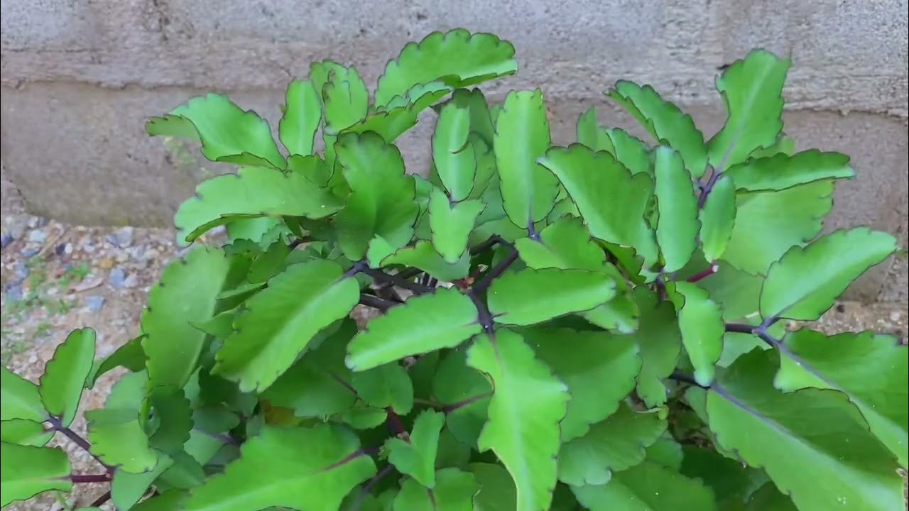 The Hidden Power of Miracle Leaf of Life 3 download 3 12