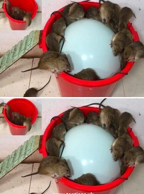 12 Clever Ways to Keep Rats Away and Out of Your House for Good 5 download 3 4