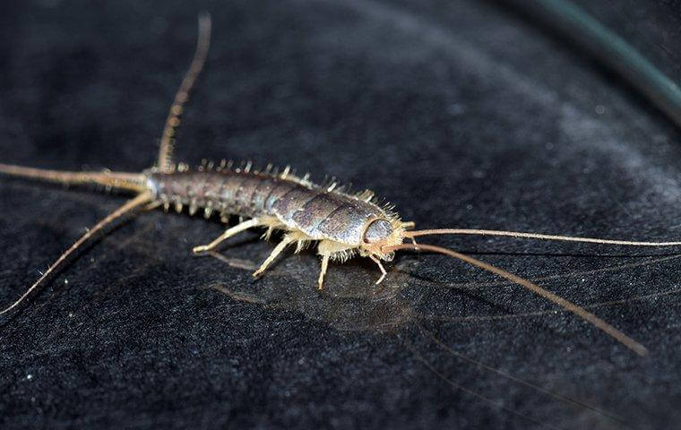 What Are Silverfish—and Why Should You Keep Them Out of Your Home? 4 download 31 2