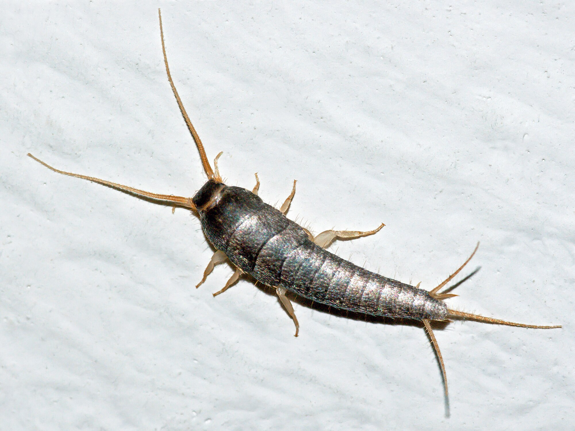 What Are Silverfish—and Why Should You Keep Them Out of Your Home? 3 download 33 1