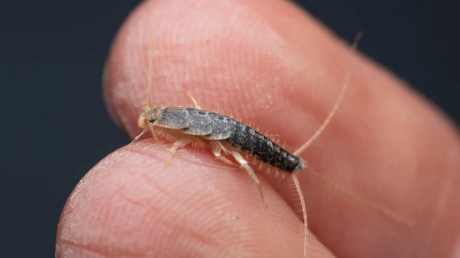 What Are Silverfish—and Why Should You Keep Them Out of Your Home? 2 download 34 1