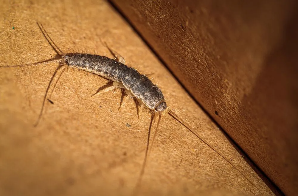 What Are Silverfish—and Why Should You Keep Them Out of Your Home? 1 download 35 1