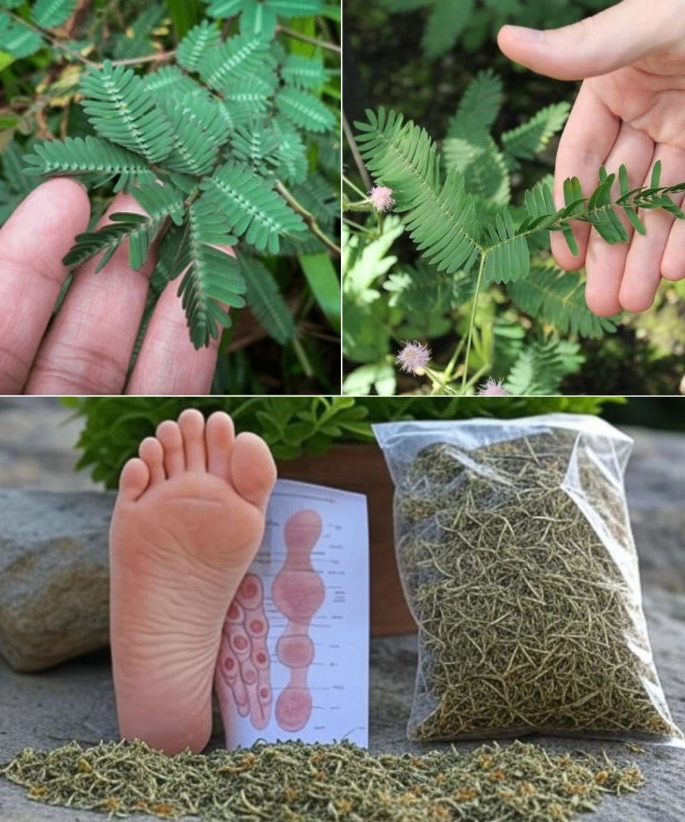 10 Health benefits and how to use Mimosa Pudica: 5 practical applications 1 download 4 3