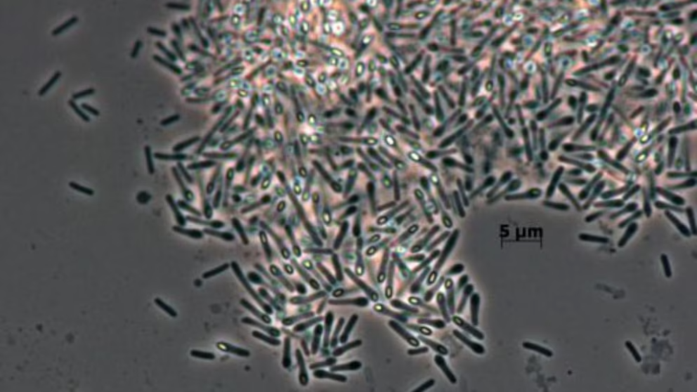 Bacteria with ‘unique abilities’ has mutated on space station into something never seen before on Earth 2 download 5 2