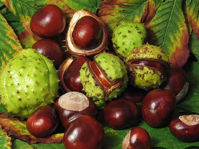 Horse Chestnut (Aesculus hippocastanum): Nature’s Most Powerful Remedy for Swollen Legs and Circulation 5 download 6 6
