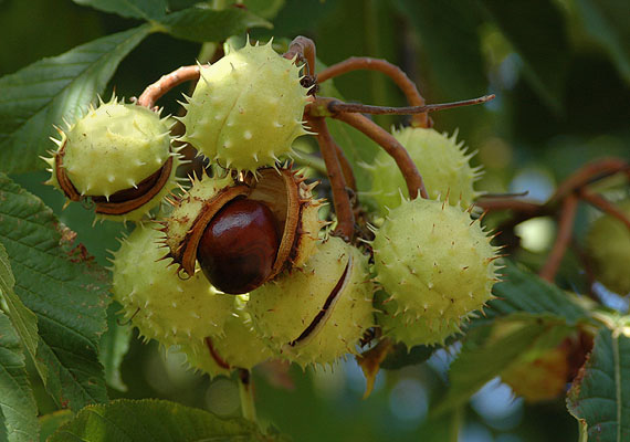 Horse Chestnut (Aesculus hippocastanum): Nature’s Most Powerful Remedy for Swollen Legs and Circulation 2 download 8 6