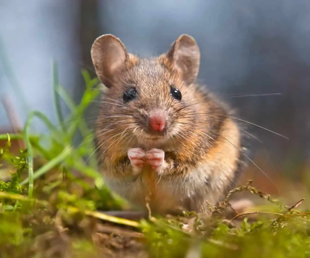 The ultimate rat & mouse repellent: Drive them out of your house fast 1 download 8 7