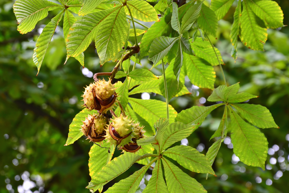 Horse Chestnut (Aesculus hippocastanum): Nature’s Most Powerful Remedy for Swollen Legs and Circulation 3 download 9 7