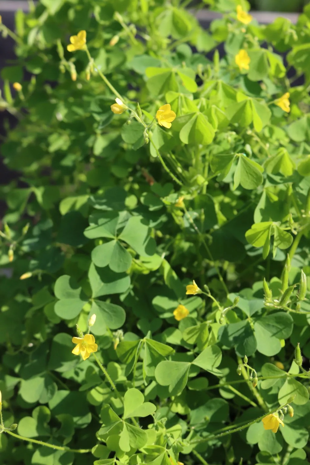 Wood Sorrel (Oxalis acetosella): The Wild Herb with Bright Flavor & Big Benefits 5 download 9 8