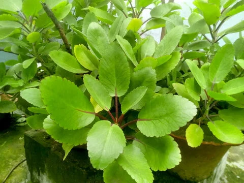 The Hidden Power of Miracle Leaf of Life 4 download0