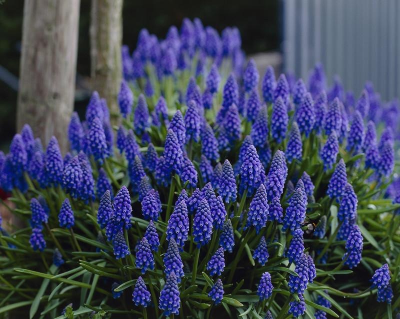grape hyacinth muscari armeniacu