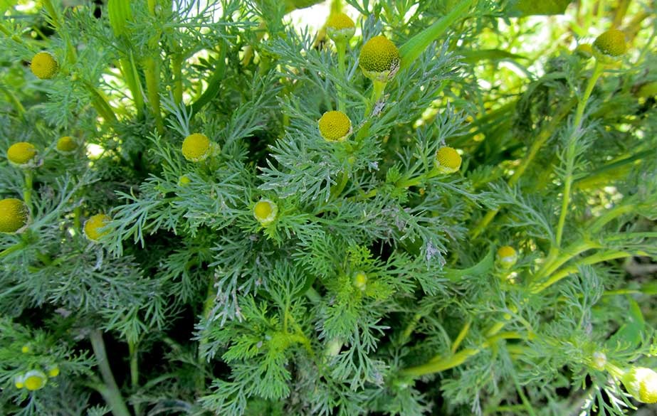 pineapple weed foraging 3